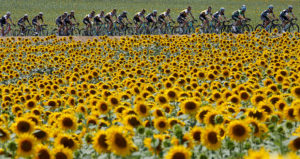 Sunflowers with cyclists on the horizon at Tour de France