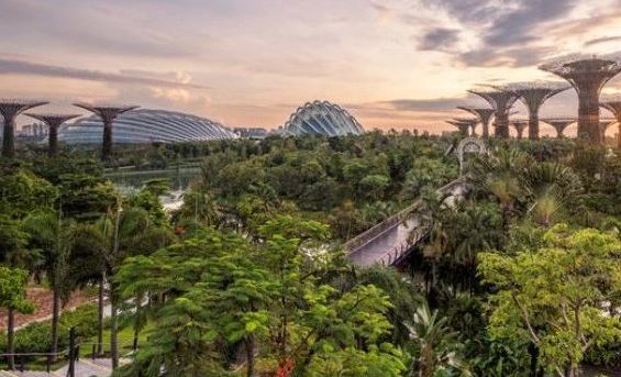 View of Marina Bay garden trees, Singapore - Destination Singapore - Lineupping