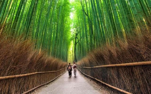 View of Sagano Bamboo Forest, Japan - Destination Japan - Lineupping